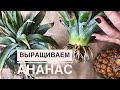 КАК ВЫРАСТИТЬ АНАНАС В ДОМАШНИХ УСЛОВИЯХ