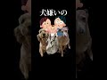 犬嫌い犬が多頭飼いファミリーの家に一泊する#ゴールデンドゥードル #大型犬