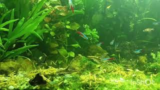 Аквариумные 💛 креветки  жёлтый неон неокардина и стурисомы ! aquarium shrimp yellow neon neocardina!