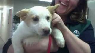 Countdown to The SPCA Pet Telethon Part 8