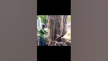 woodworker skills in felling giant trees #shortvideo #chainsawman #treecutting