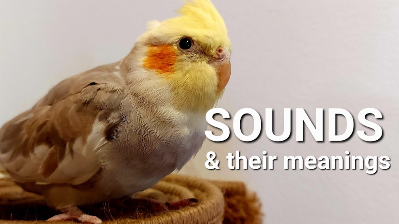 What Is Cockatiel Sounds Meanings😍 YouTube
