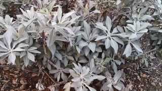 White sage, black & california sagebrush. identification, location,
edibles, medicinals, and other uses.