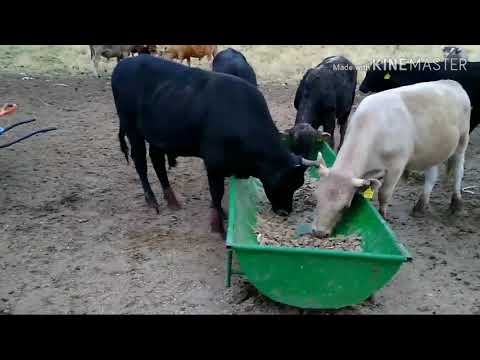 Video: Cómo Criar Un Toro