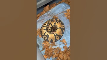 Ball Python in zombie mode! #ballpython #royalpython #snaketalk #shakeshed #pets #reptiles #hiphop