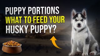 Puppy Portions What to Feed Your Husky Puppy