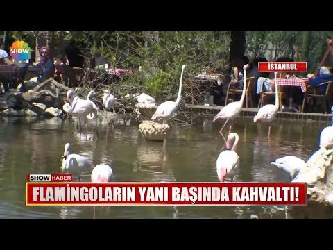 Flamingoların yanı başında kahvaltı!