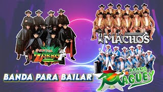 Banda zorro banda maguey y banda machos Puras rancheras 🎶🎶