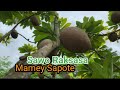 Manjat Pohon Mamey Sapote Yang Lagi Berbuah Lebat