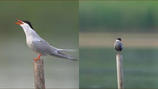 4K Rybitwy: rzeczna i białowąsa / Common tern & Whiskered tern / Sterna hirundo & Chlidonias hybrida