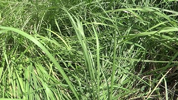 thảo dược quý - trị bệnh và giải độc gan - cỏ tranh