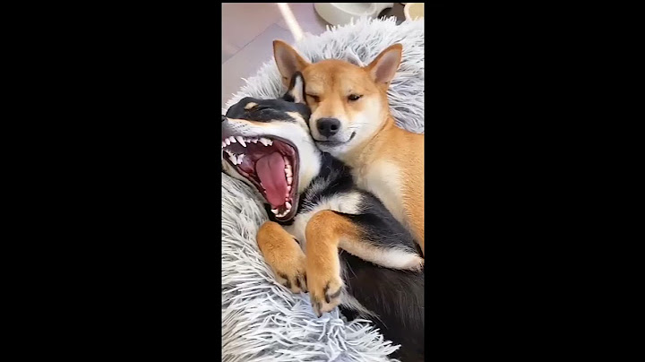 Chats et chiens adorables et drôles très mignons ces animaux.Essayer de ne pas pleurer de rire, cute