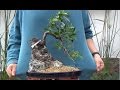 Cómo hacer bonsai con raíces sobre roca - La parte práctica