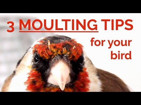Moulting/molting: 3 Easy Tips to help your bird moult