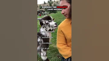 Ranking The Funniest Goat Sounds 