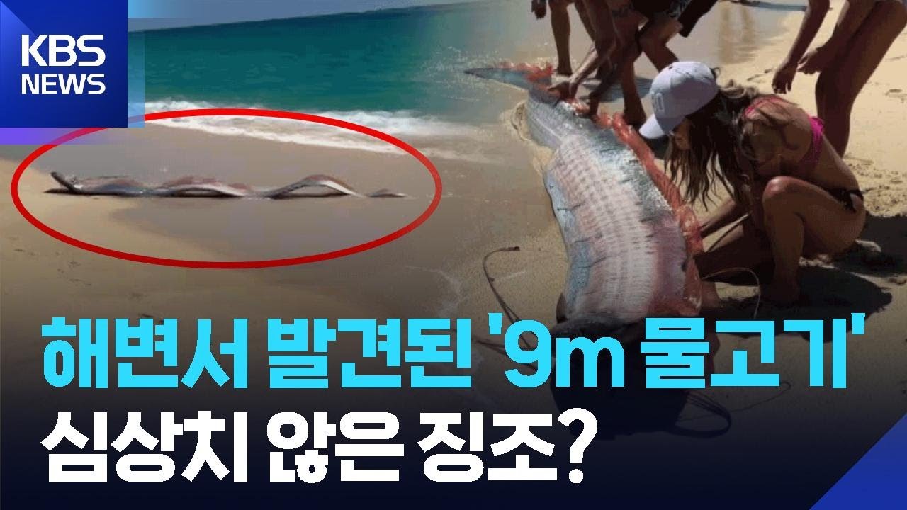 두 마리나…멕시코 해변서 발견된 ‘종말의 날’ 거대 물고기 [잇슈 SNS] / KBS  2026.03.10.