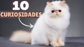 10 DATOS CURIOSOS de los gatos PERSAS