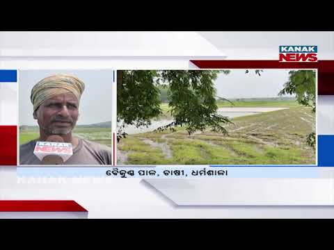 Rain Plays Hide & Seek | Farmers Struggle with Uneven Rainfall in Odisha