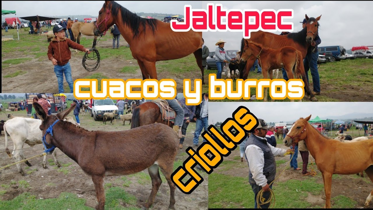 Especial  en caballos criollos y burros /  Mercado de animales @ElRanchoyyoTagDominguez