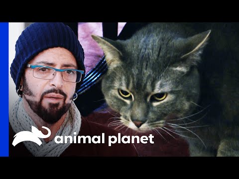 Paranormal Activity May Be Triggering Aggressive Cat | My Cat From Hell