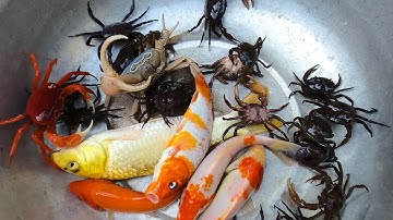 Thảo Cady đi ra đồng gải cứu các con vật và cá vàng mắc cạn, cua , cá vàng, cá koi, con cua.