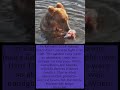 This Bear Knows Something We Forgot About Survival