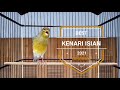 Ini Baru Masteran Kenari Jos Jawara Kenari Full Isian Joged Ngedur Gacor Tanpa Jeda Hd Mp3 - Mp4 Download