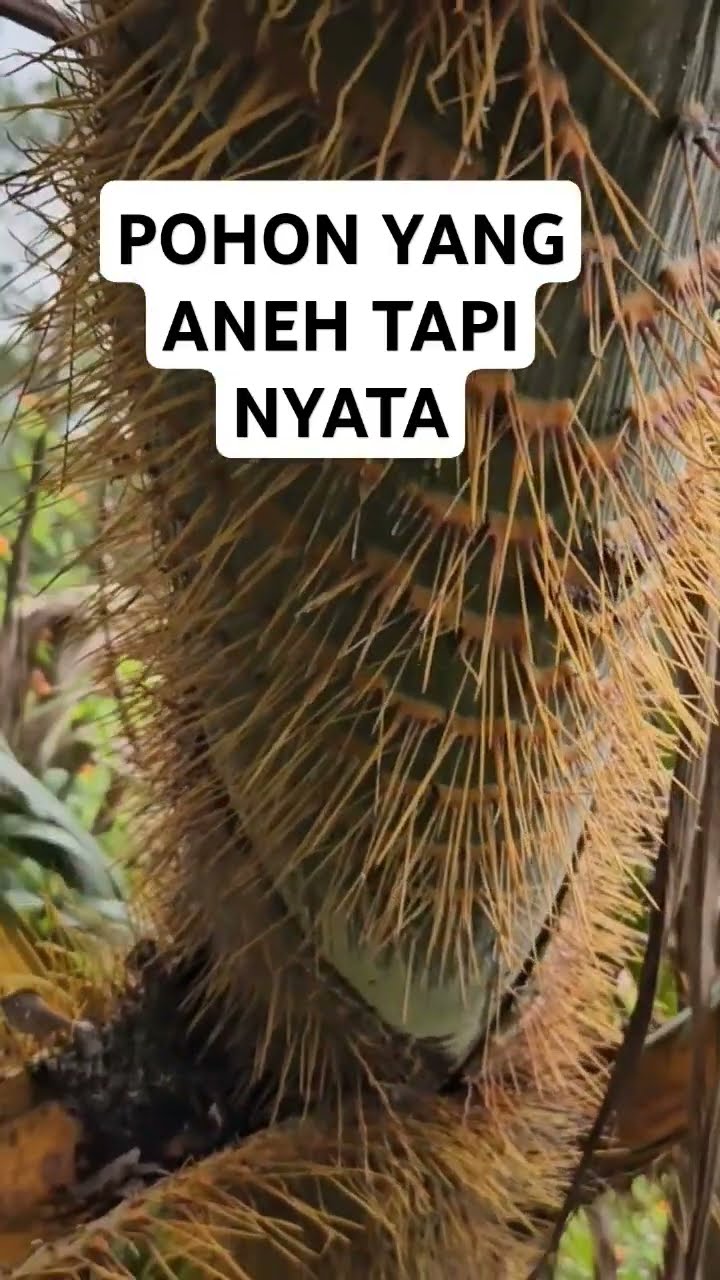 Pohon Ajaib Hutan Godog Garut