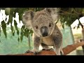 Koala Hospital Tour | Port Mcquarrie NSW Australia