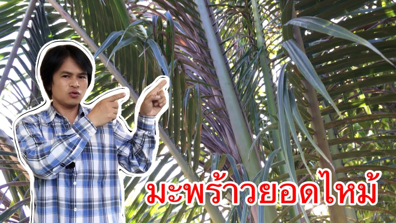 ยอดมะพร้าวไหม้ ใบไหม้ ยอดแห้ง แก้อย่างไรหาย | เกษตรกรชาวบ้าน