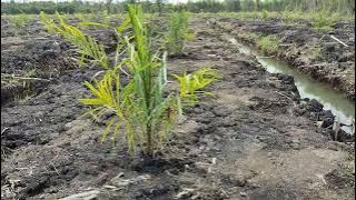 Width of ditch, width of bed, width of palm oil embankment, width of palm oil plantation embankme...