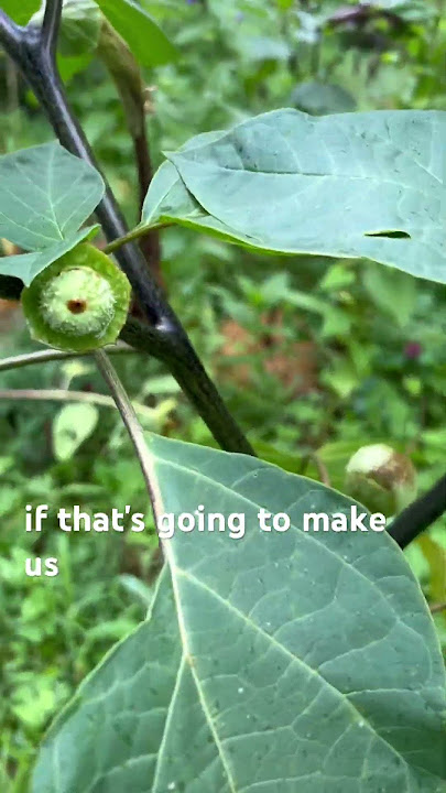 Datura plants looking different #datura #plants #poisonousplants #exotic