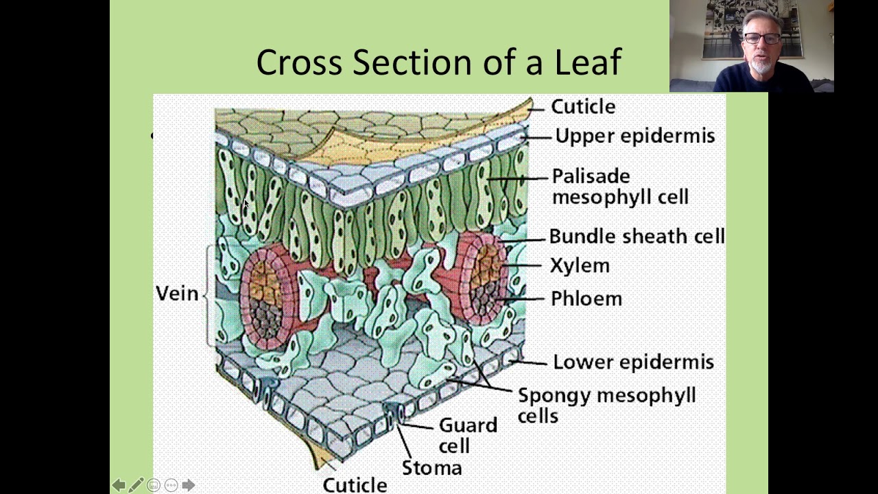 Plant structure. Plant Leaf structure. Leaf Cross Section. Epidermis Tissue of Plants. Leaf structure and Photosynthesis.