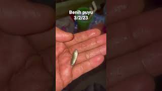 Download Lagu Ikan puyu siam . Benih puyu siam puyu politank #ikanpuyu  #ikanbetok #ikanpolitank #ikanpuyusiam MP3