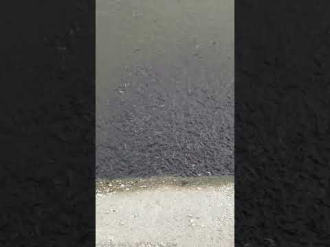 IKAN PATIN UMUR