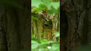 Northern Flicker Feeding its Baby