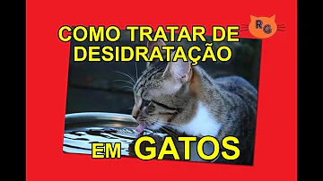 Como saber se o gato está desidratado?