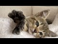 仔猫のかめはめ波