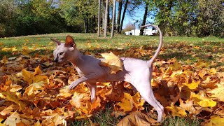 Lovely Cat MANTRA is Enjoying the Gold Autumn  Don Sphynx