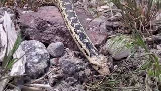 Beautiful Bull Snake Gopher Snake Near Red Hill Hot Springs Utah