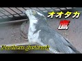 【空の捕食者】オオタカ（大鷹）の生態〜鷲（ワシ）との違い？鷹（タカ）の狩りの方法？時速◯◯kmで飛ぶ？〜（Northern goshawk）