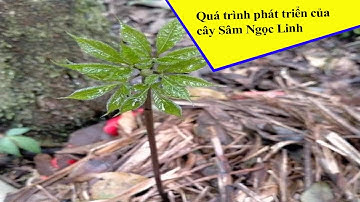 Quá trình phát triển của cây Sâm Ngọc Linh