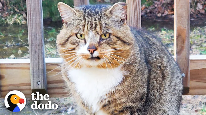 Hissing Feral Cat Becomes A Couch Potato | The Dodo Adopt Me! - DayDayNews