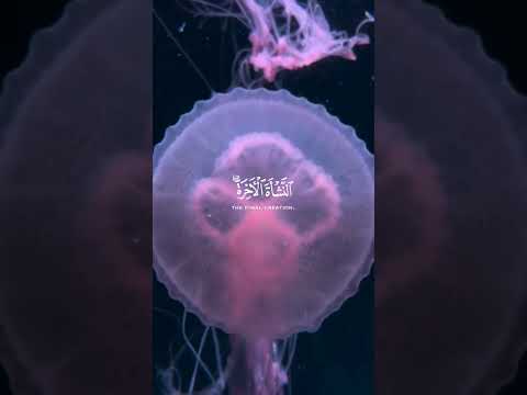 ق ل س ير وا ف ي ال أ ر ض ف انظ ر وا عبد الباسط عبد الصمد كروما شاشة سوداء قرآن كريم كرومات قرآن