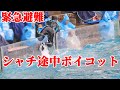 シャチがシャチショー途中でボイコット!!トレーナーさん緊急避難 鴨川シーワールド Kamogawa Sea World orca Orca Killerwhale