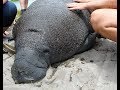 Tracking Manatees in Georgia&#39;s Coastal Waters