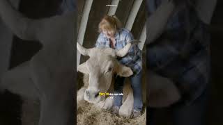 The Tallest Steer in the World?! Meet Tommy 🐄📏 #shorts