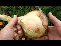 Лук Эксибишен-исключительно урожайный сорт массой до 1 кг