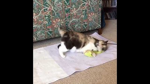 Talk to your furbabies about catnip! - My Calico Freya getting high on catnip
