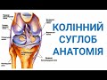 Анатомія колінного суглобу
